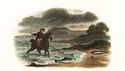 Den engelske fisker Graham jager laks i lavvandet monteret på hesteryg med et 5 meter 3-benet spyd