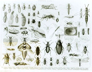 Entomologi insekter (litho) (bw foto)