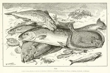 Fisk