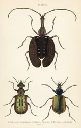 Skovlarvejæger, Calosoma sycophanta 1, jordbille, Elaphrus riparius 2 og violinbille, Mormolyce phyllodes 3