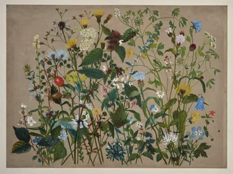 Fyrre vilde blomster plukket på kysten ved Low Wood