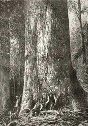 Giant Gum Tree, ca. 1880, fra "Australian Pictures" af Howard Willoughby, udgivet af Religious Tract Society, London, 1886