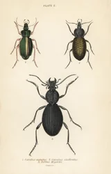 Guldjordløber, Carabus auratus 1, jordløber, Carabus clathratus 2, og stor sort jordløber, Tefflus megerlei