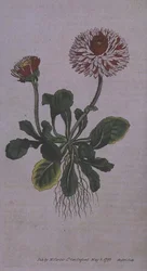 Stor dobbelt marguerit (Bellis perennis var. major flore pleno), plade 228 fra William Curtis