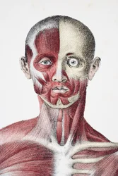Hoved og skuldre af den mandlige menneskekrop, der viser muskler, sener og knogler, fra The Vessels of the Human Body, redigeret af Jones Quain og William Wilson, udgivet af Taylor og Watson, London i 1837