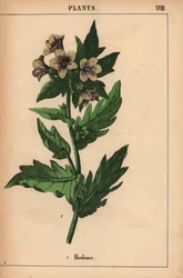 Henbane   , fra "The Instructive Picturebook, or Lessons from the Vegetable World," [Charlotte Mary Yonge], Edinburgh