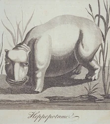 Hippopotamus, fra The Gentlemans Magazine, udgivet i december 1772