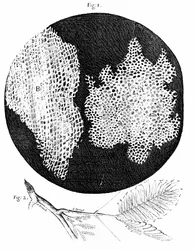 Hookes observationer af korkens cellestruktur (fig. 1) og en kvist af den følsomme plante (fig. 2) 1665 (kobberstik)