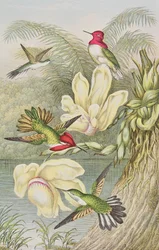 Kolibri blandt tropiske blomster