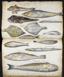 Illustrationer relateret til De Historia Piscium, af John Ray, ca. 1686 (akvarel på papir)