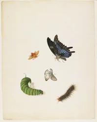 Insekter, ca. 1805 (sort blæk & wc på papir)