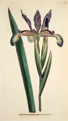 Iris Spuria Spurios Iris, pub. 1790 håndkoloreret gravering.