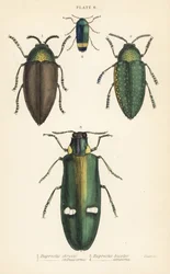 Juvelbiller: Buprestis chrysis 1, Buprestis sternicornis 2, Buprestis bicolor 3, Buprestis amoena 4