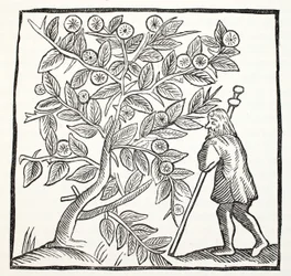 Joseph of Arimathea and the Glastonbury Thorn, illustration fra Chap-books of the Eighteenth Century af John Ashton, pub. 1882