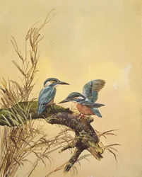 Kingfishers, ca. 1890 (wc på papir)