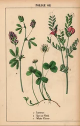 Lucerne, tara eller vikke og hvidkløver  , fra "The Instructive Picturebook, or Lessons from the Vegetable World," [Charlotte Mary Yonge], Edinburgh