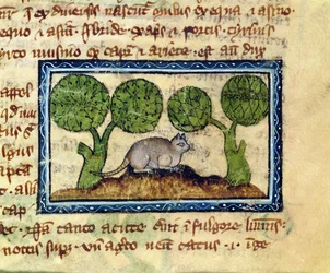 MS 379 f.12r En kat, der sidder på hug på en jordhøj, detalje fra en Bestiary, engelsk