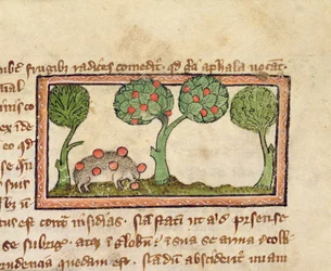 MS 379 f.13r Et pindsvin, der plukker æbler, detalje fra en Bestiary, engelsk