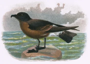 Petrel træ