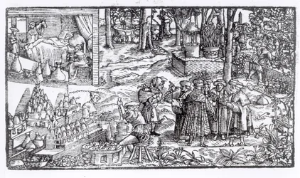 Medicinsk urtedyrkning, 1531