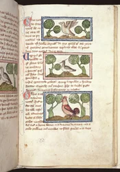 Ms 379, f.25r: Tre fugle på jorden, fra et Bestiary, begyndelsen af det 14. århundrede (pergament)