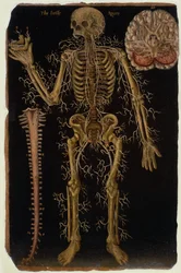 Ms Hunter 364 Tabel VI Dissection, from Anatomical Tables, af John Banister (1540-1610) (olie på brunt papir)