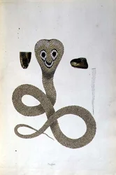 Nagoo Snake fra 