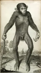 Orang-Outang, sive Homo Sylvestris: eller en pygmies anatomi sammenlignet med en abe, en abe og en mand...