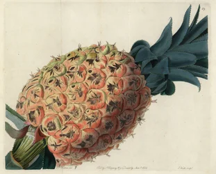 Otaheite ananas fra John Lindleys "Pomological Magazine"
