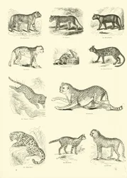 Side fra The Pictorial Museum of Animated Nature