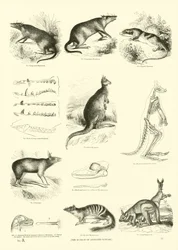 Side fra The Pictorial Museum of Animated Nature