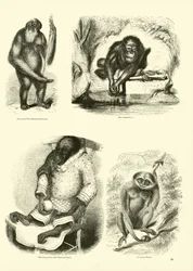 Side fra The Pictorial Museum of Animated Nature