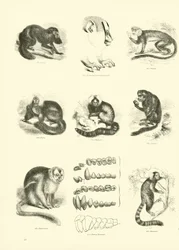 Side fra The Pictorial Museum of Animated Nature
