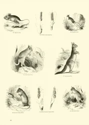 Side fra The Pictorial Museum of Animated Nature