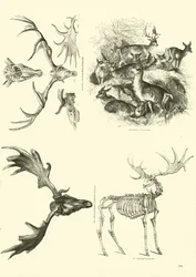 Side fra The Pictorial Museum of Animated Nature