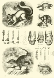 Side fra The Pictorial Museum of Animated Nature