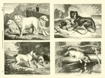 Side fra The Pictorial Museum of Animated Nature