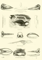 Side fra The Pictorial Museum of Animated Nature