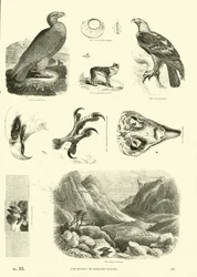 Side fra The Pictorial Museum of Animated Nature