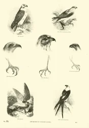 Side fra The Pictorial Museum of Animated Nature