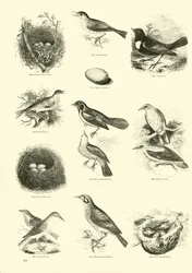 Side fra The Pictorial Museum of Animated Nature