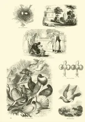 Side fra The Pictorial Museum of Animated Nature