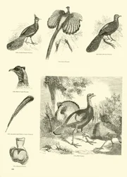 Side fra The Pictorial Museum of Animated Nature