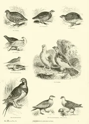 Side fra The Pictorial Museum of Animated Nature