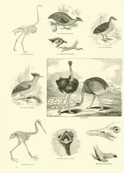 Side fra The Pictorial Museum of Animated Nature