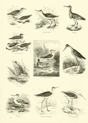 Side fra The Pictorial Museum of Animated Nature