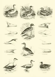 Side fra The Pictorial Museum of Animated Nature