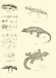 Side fra The Pictorial Museum of Animated Nature