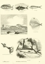 Side fra The Pictorial Museum of Animated Nature