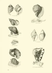 Side fra The Pictorial Museum of Animated Nature
